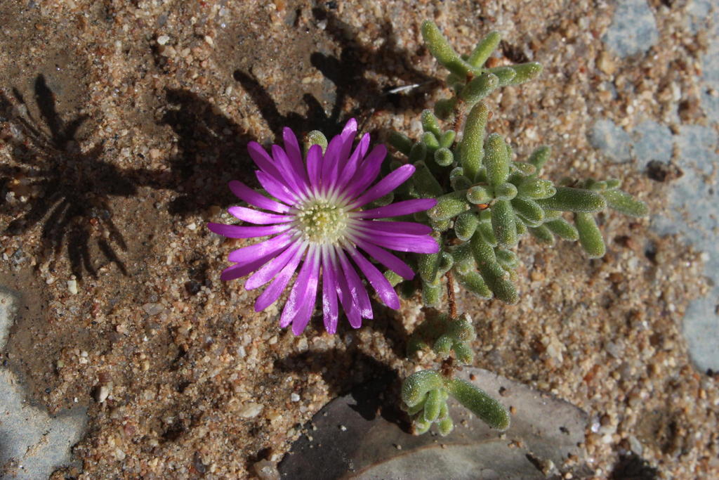 Eye Dewfig from Diknek farmyard: Namaqua National Park on September 28 ...