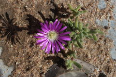 Drosanthemum oculatum