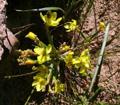 Moraea nana