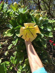 Solandra maxima
