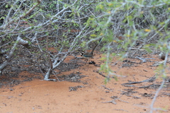 Uratelornis chimaera