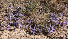 Wahlenbergia oxyphylla