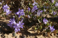 Wahlenbergia oxyphylla