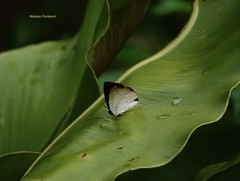 Curetis santana