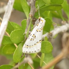 Philtraea paucimacula