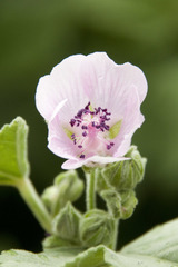Althaea taurinensis