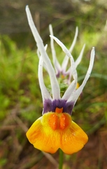 Nemesia cheiranthus