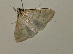 Hahncappsia pergilvalis