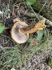 Hemistropharia