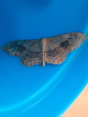 Idaea aversata