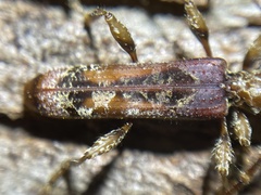 Tessaromma undatum