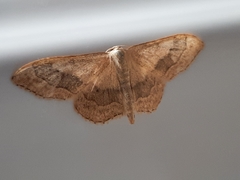 Idaea aversata