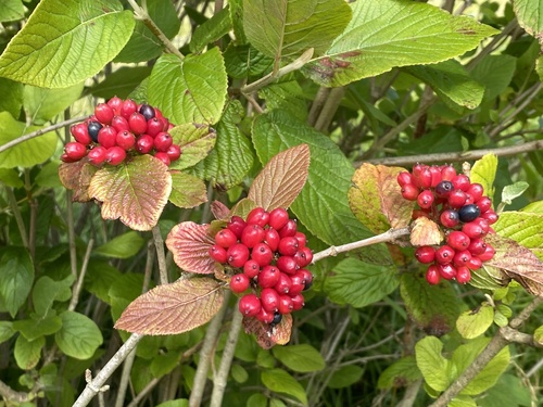 Viburnum lantana