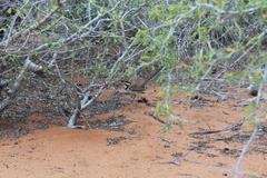 Uratelornis chimaera