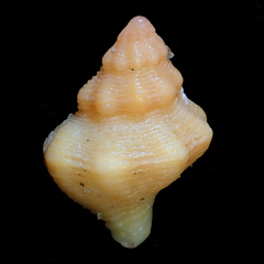 Mipus arbutum