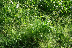 Setaria viridis major