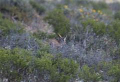 Raphicerus campestris