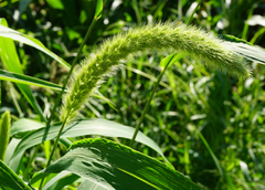 Setaria viridis major