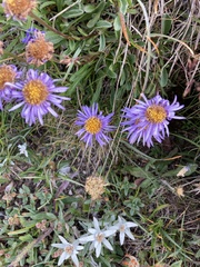 Aster alpinus