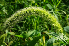 Setaria viridis major
