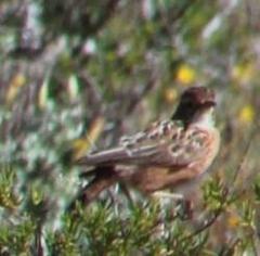Chersomanes albofasciata
