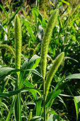 Setaria viridis major