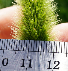 Setaria viridis major