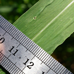 Setaria viridis major