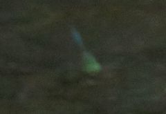 Somatochlora meridionalis