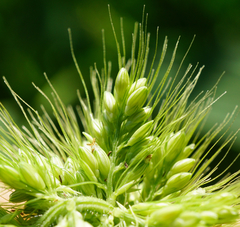 Setaria viridis major