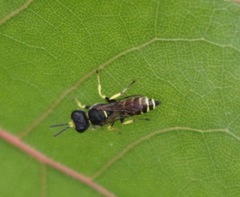 Ectemnius ruficornis