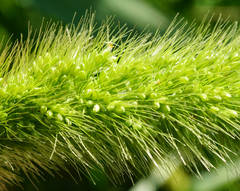 Setaria viridis major