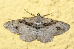 Alcis deversata