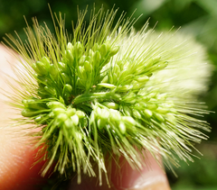 Setaria viridis major