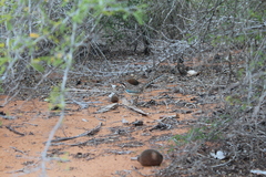 Uratelornis chimaera