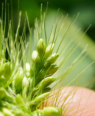 Setaria viridis major