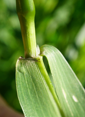 Setaria viridis major