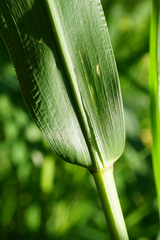 Setaria viridis major