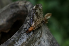 Neochauliodes sinensis