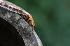 Neochauliodes sinensis