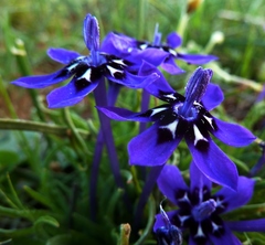 Lapeirousia oreogena