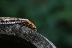 Neochauliodes sinensis