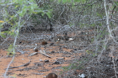 Uratelornis chimaera