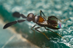 Cryptanusia