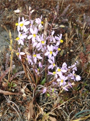 Cyanella orchidiformis