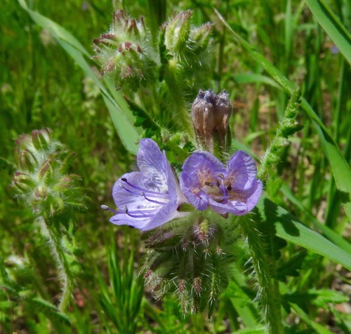 iNaturalist observation photo of distant phacelia