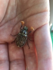 Polyphylla occidentalis