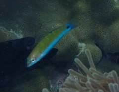 Thalassoma lunare
