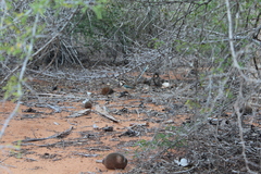 Uratelornis chimaera