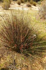 Thamnochortus bachmannii